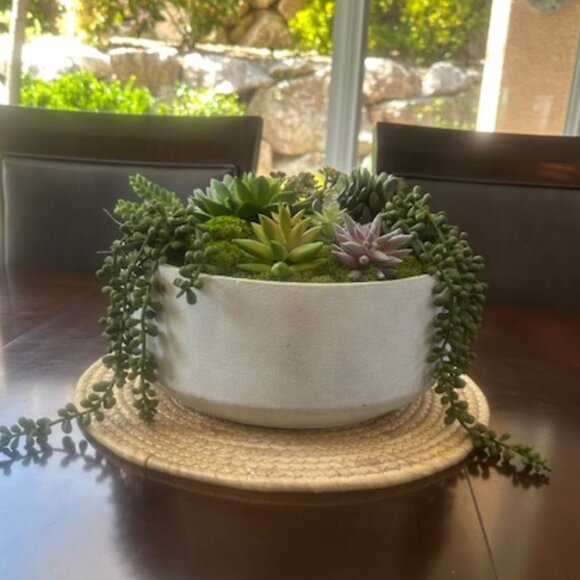 Zen Large Succulent and Moss in Concrete Bowl- Modern Nature Centerpiece - Picture 5 of 7